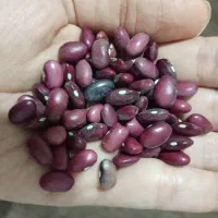 لوبیاقرمز