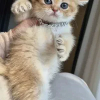 اصجایتاچثامد