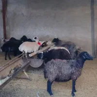 میش بره چاق درجه یک بزه چپش قوچ
