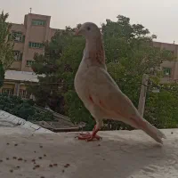 کبوتر