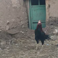 فروش خروس لاری