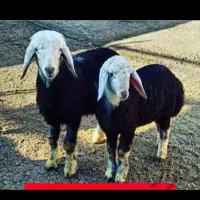 از20کیلوزنده تا100کیلو نر موجودهست