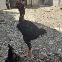 خروس لاری
