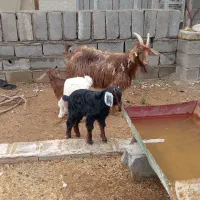بز بزغاله دوقلو جمل