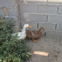 یک جفت اردک نر و ماده تخم گذار