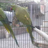 ملنگو طوطی