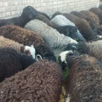 سه راس بره نر چاق