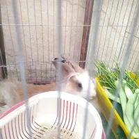 خرگوش