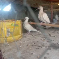 کبوتر خانگی کاکلی ابریشم