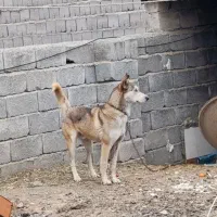سگ هاسکی