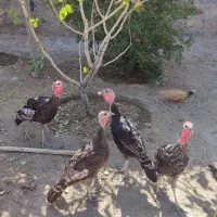 چهار عدد بوقلمون