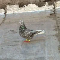 کوهی دم سفید