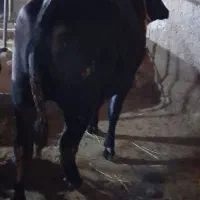 گوساله چاق
