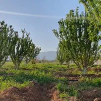 باغشهر عالی در بیضا