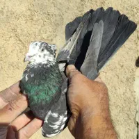 معاوضه کبوتر باسگ