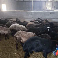 میش هترو آبستن دو ماه