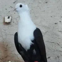 کفتر یا کبوتر کلاغ کربلایی کاکلی