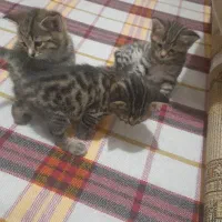 واگذاری بچه‌ گربه