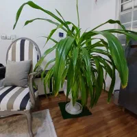 فروش گل سوسن