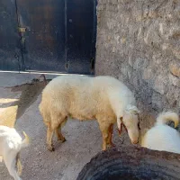 قوچ اصل سنجابی ۲ساله