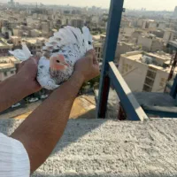 کبوترپرشی غریب گیری برج