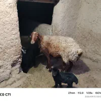 کاور زاییده