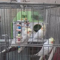 فروش پرنده