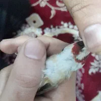 سهره چونه سفید نر قرص بخون