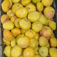 انجیر بردسیر