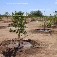 ابیاری قطره ای .لوله کشی قطره ای .باغ ویلا وغیره