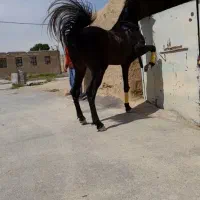 بن شیخ