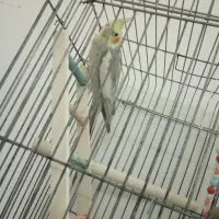 عروس هلندی نر