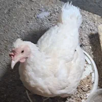 مرغ و خروس محلی اصل اصل