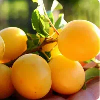 آلو زرد تازه و شیرین / مستقیم از باغ