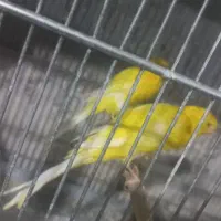 قناری رسمی بلند