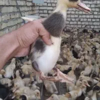 نیمچه اردک بومی کاشان