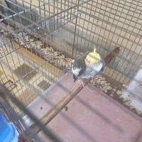 عروس هلندی