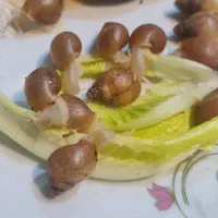 فروش حلزون اچاتینا کوچک
