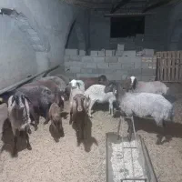 میش هترو زیگوت