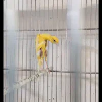نیروی خانم نظافت