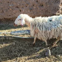 میش جوان و بسیار پربرکت(سه‌قلوزا)