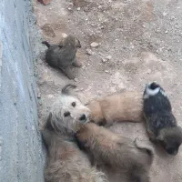 شیتزو نر ۴ تا