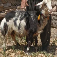 بره قوچ پلنگی وغزل