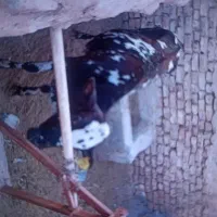 گوساله