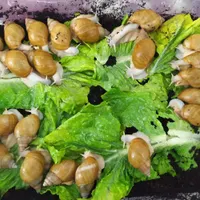 شغل‌خانگی‌پرورش‌حلزون کاردرمنزل خریدتخم وحلزون|استخدام بازاریابی و فروش|کرمانشاه, |دیوار