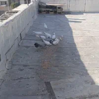 چند عدد کفتر کاشونی ب شرط زات دار و نتفه بالا