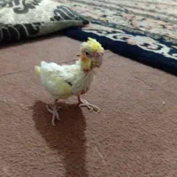 جوجه عروس هلندی