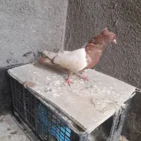 سینه سرخ