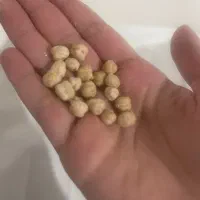 نخود