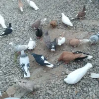 کفتر